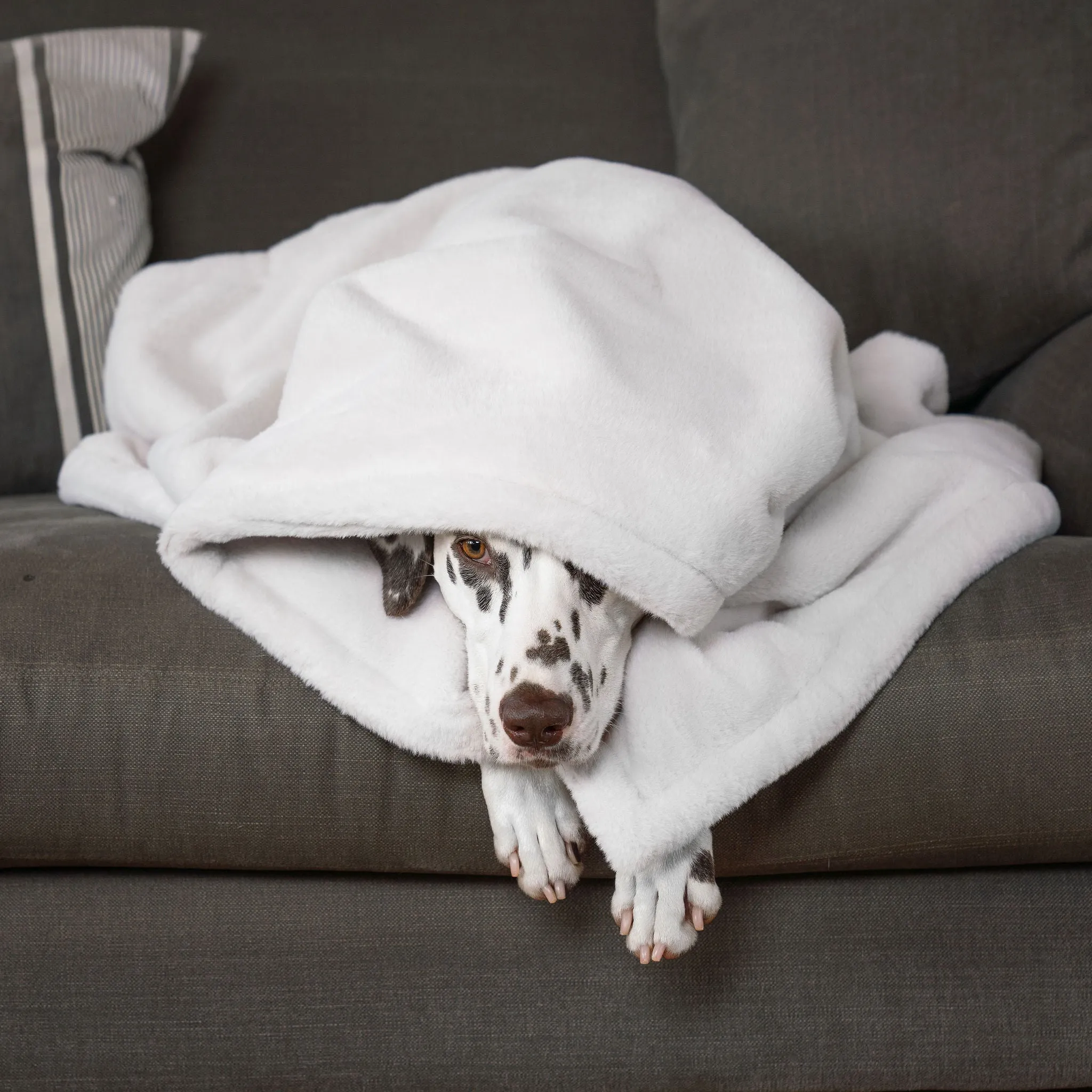 Dog & Puppy Blanket in Calming Anti-Anxiety Cream Faux Fur by Lords & Labradors