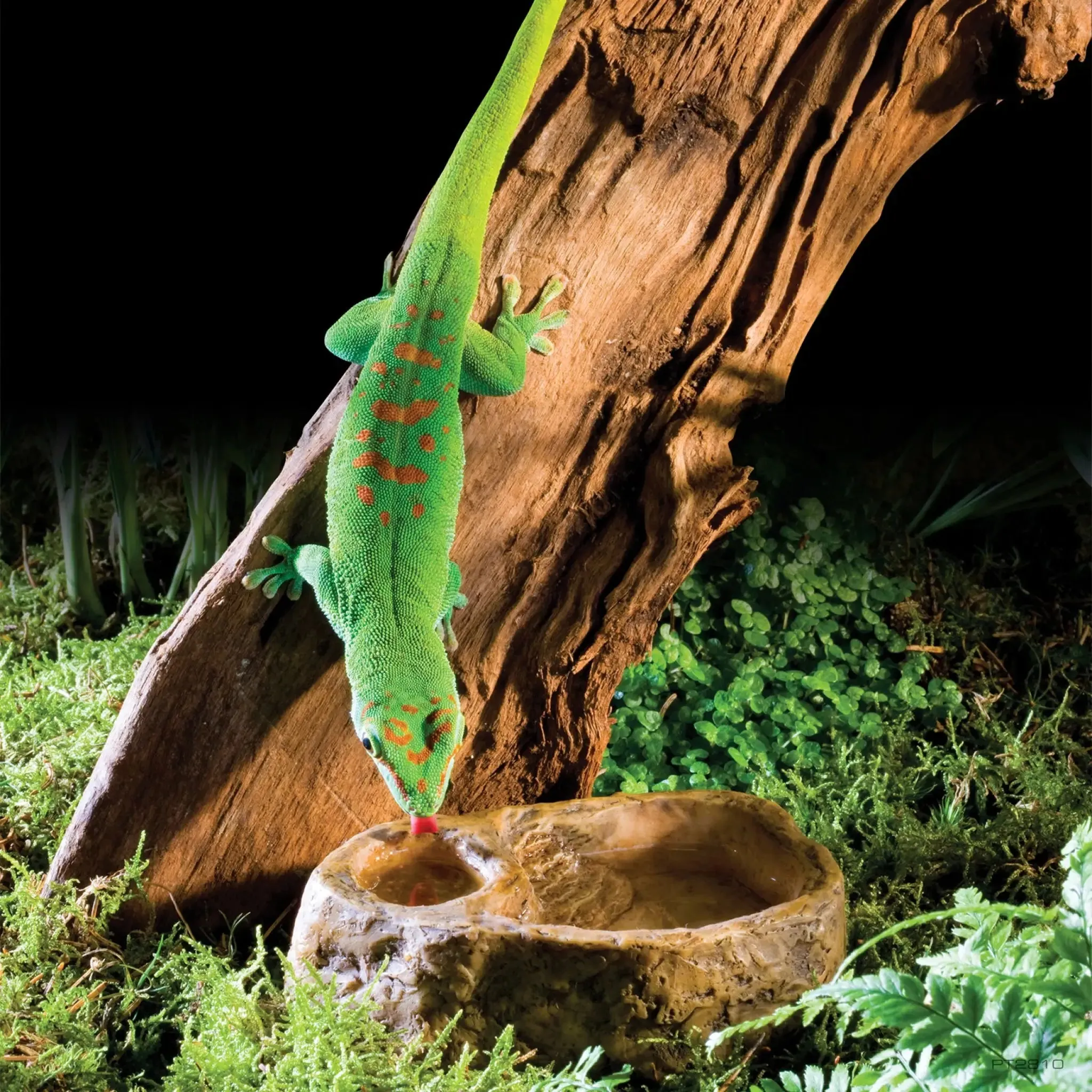 Exo Terra Gecko Dish