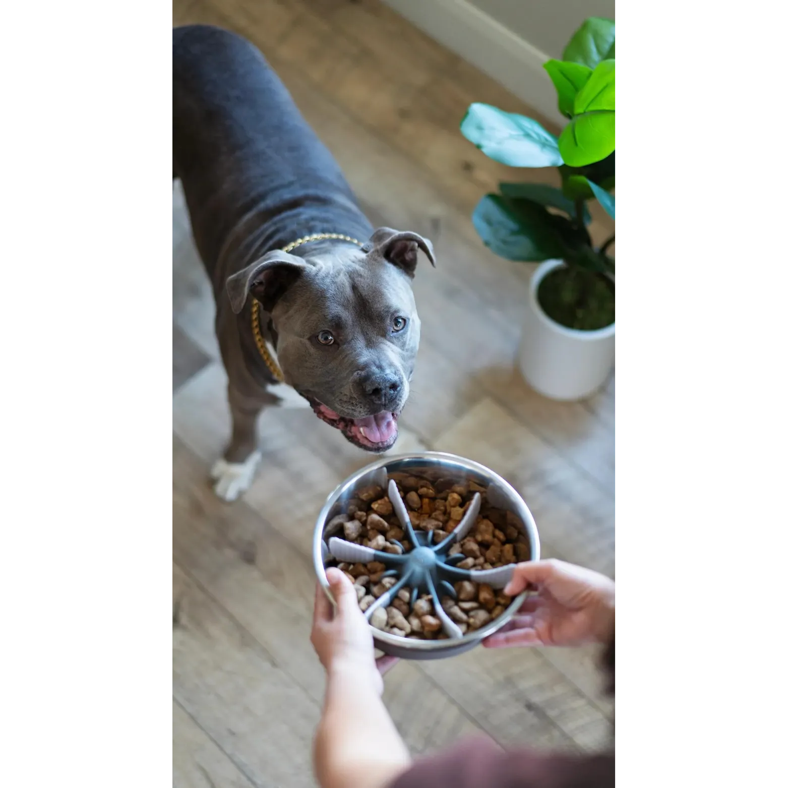 Messy Mutts Slow Feeder Bowl Insert with Suction, 7.5", Cool Grey