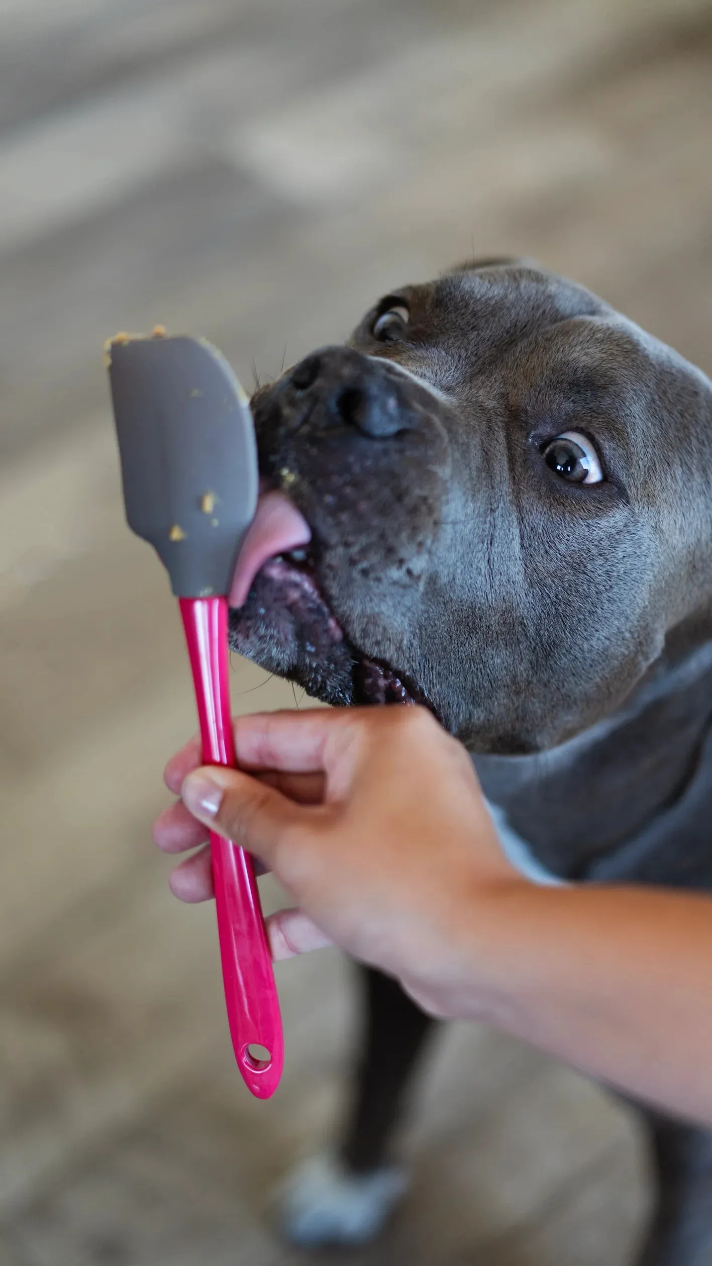 Silicone Therapeutic Dog Lick Mat with Silicone Spatula