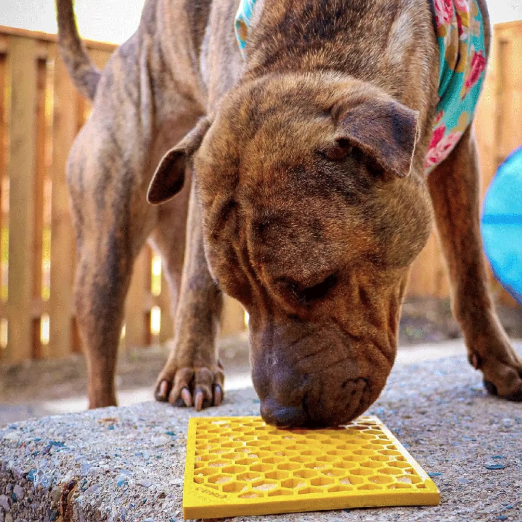 SodaPup Honeycomb Licking Mat