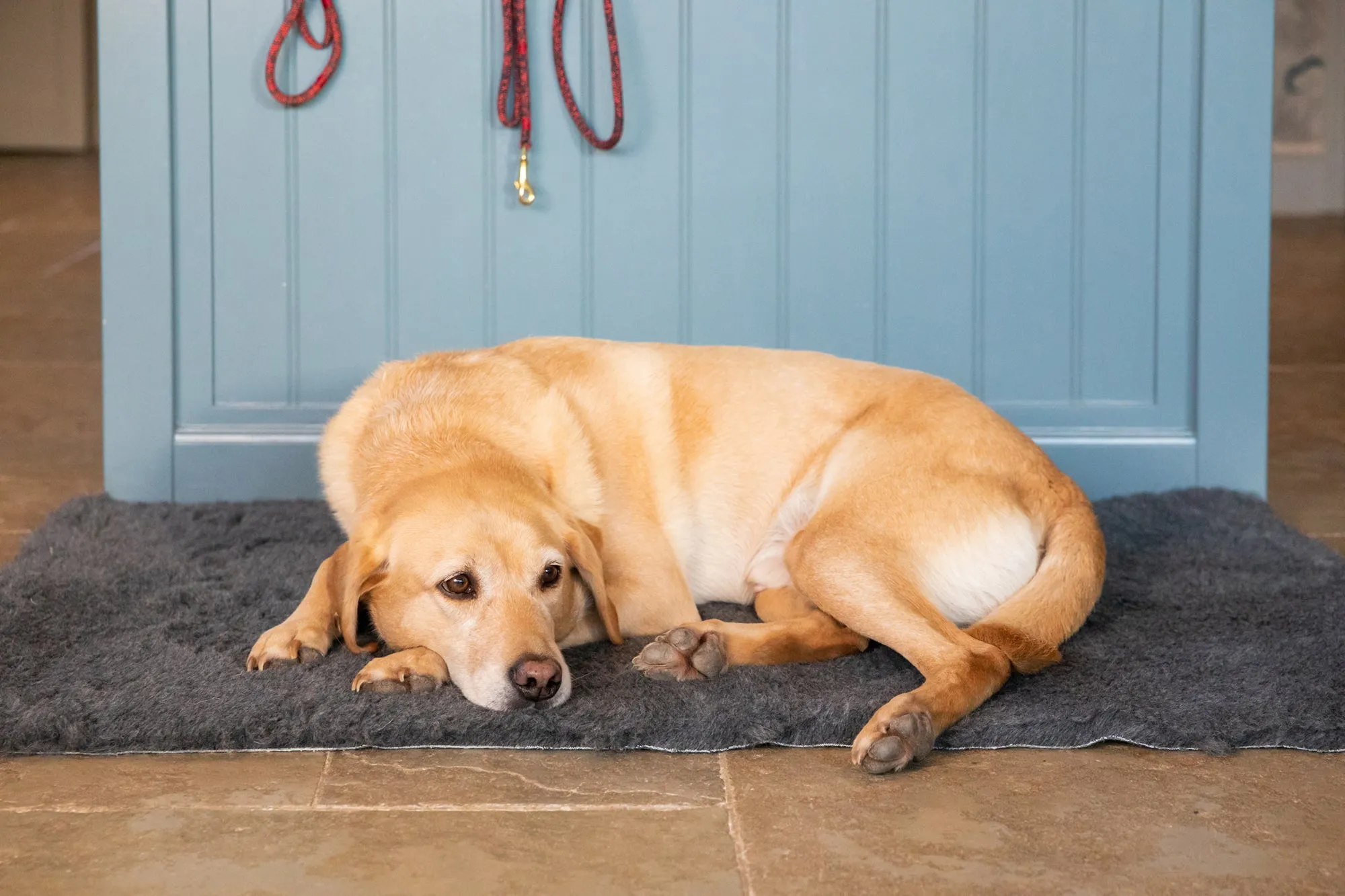 Vet Bedding